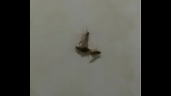 baratas fodendo loucamente vericalmente pt2