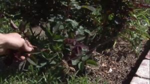 Tory Lane a MILF with big tits gets fucked in the pussy