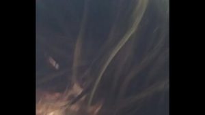 Babysitter blowjob in car