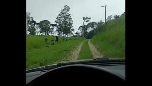 Saindo da roça pra comer uma puta feia e pobre da cidade ao som de Chimo Bayo Está si Esta No ok