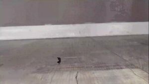 Sensual Lesbian Domination with Armpit Licking and Pussy Eating