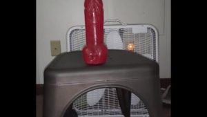 Fat Ugly Bitch Cumming on Huge Cock