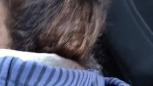 Horny hitchhiker give a head for ride