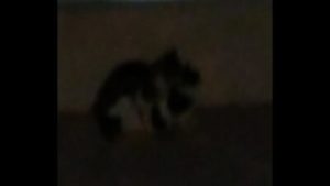 Thetidos cat fight mma