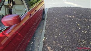 Cheating wife caught fucking Step Son in public parking lot – Becky Tailorxxx