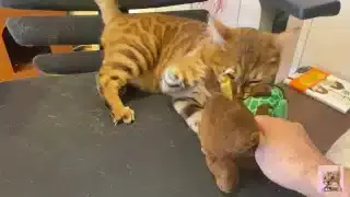 Pussy sucks deliciously on your stuff … . She likes to be bitten hard … .