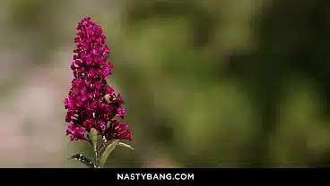 Busty Anissa Kate’s Anal and Pussy Pounding by Seth