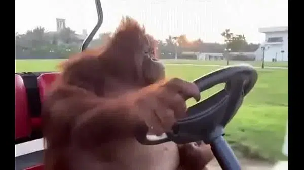 Procurando interesseira com minha ferrari (Fudi dentro do carro com a puta da elisa sanches e adriana chechik em um único vídeo) por Miami e são paulo