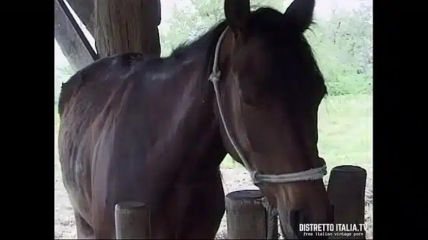 Quella guardona della mia matrigna